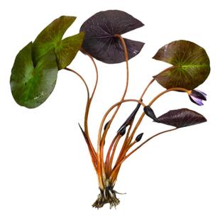 迷你小睡莲带花苞黑美人家庭盆栽水培水生植物四季花卉碗莲根块茎