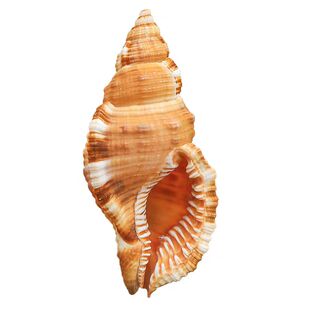 毛法螺 天然海螺贝壳毛嵌线螺稀有标本收藏鱼缸造景寄居蟹替换壳