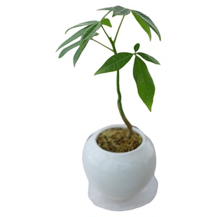 PHYSIS口袋宝贝 迷你实生发财树瓜栗树室内超好养小植物耐阴耐旱