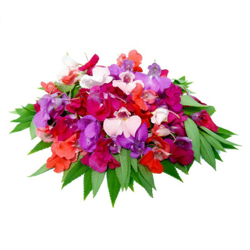 凤仙花种子指甲花种籽庭院室内阳台花卉春夏秋开花易种凤仙花盆栽
