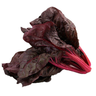 红叶甜菜种子 营养 红叶菠菜种子 红梗菜  红根达菜 甜叶菜