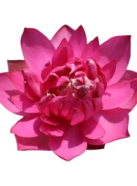 新品种《焰灵姬》微莲苑姜永慧