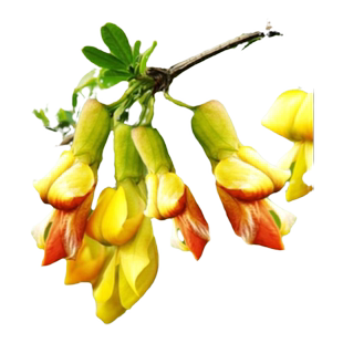 食用金雀花树苗盆栽黄金雀阳台庭院种植南雀耐寒植物阳雀花锦鸡儿