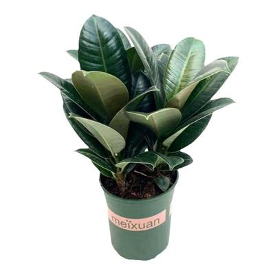 橡皮树盆栽单株黑金刚陶瓷盆