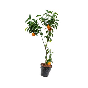 正宗广西沙糖桔子树苗带果砂糖橘子水果树果苗橙子盆栽南方种植柑