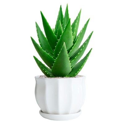 芦荟盆栽室内除甲醛绿植