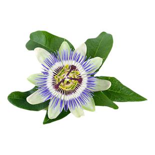 种花王大爷 西番莲花卉新奇藤本耐热盆栽植物阳台庭院好养