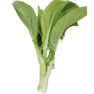 【顺丰包邮】湖北农家新鲜现摘白菜苔 绿菜薹白菜薹嫩菜心1-10