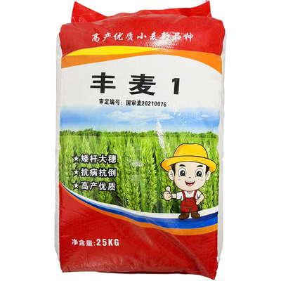 籽粒饱满矮杆小麦种子春季小麦