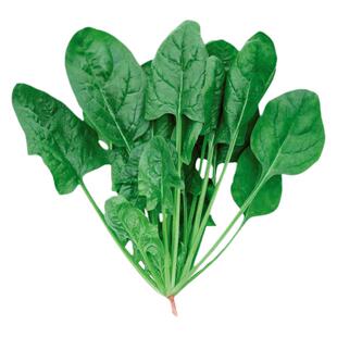 冬季大叶菠菜种子种籽籽种孑耐寒秋季红根波菜秋后蔬菜菜籽波莱种