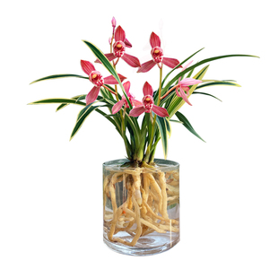 水培香水兰花苗千禧红室内植物浓香四季建花卉耐寒植物夏季带花苞