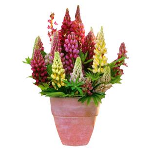 49包邮羽扇豆花种子鲁冰花花种子籽四季种开花春季花种子阳台易种