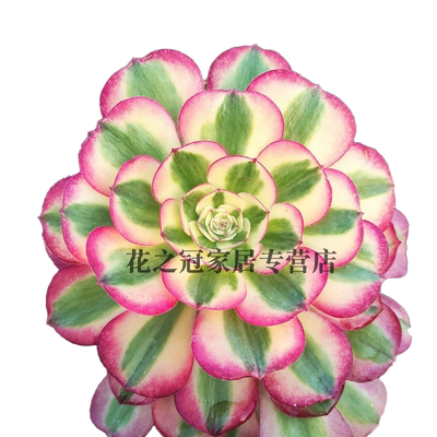 老桩室内多肉花蝶语易养活