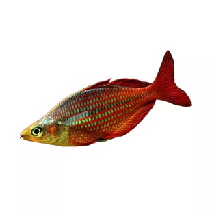 鸽子美人鱼活体热带观赏淡水鱼活体彩虹鱼中型灯科