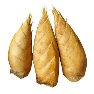 江西冬笋新鲜现挖野生竹笋黄泥大冬笋楠竹甜笋子带壳笋两头尖可选