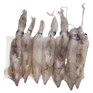 海兔满籽笔管鱼海鲜水产鲜活小鱿鱼籽乌鲜活冷冻乌贼八爪鱼小章鱼