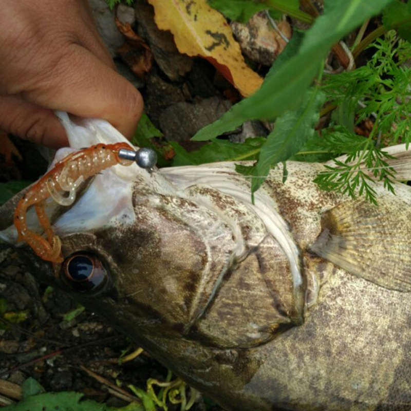 ZERG虫族CRAW虾2.5寸3寸路亚内德软饵软虾软虫 浮水倒钓鳜鱼鲈鱼