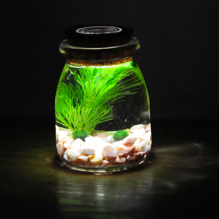幸福海藻球微景观生态瓶创意迷你植物桌面玻璃瓶水培球藻盆栽礼物