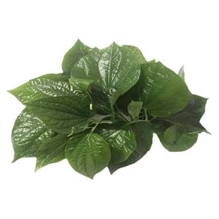 广东野菜新鲜带根叶蛤篓叶槟榔山篓叶蛤捞叶假蒌叶哈喽叶急捞顺丰