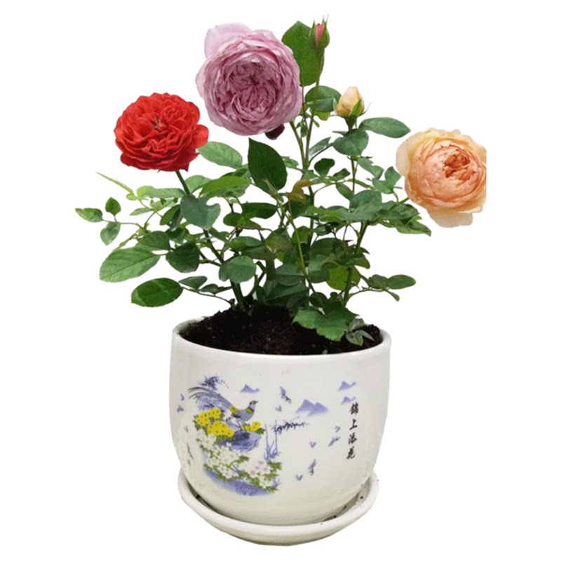 小苗月季花苗果汁阳台开花玫瑰绿植室内盆栽四季好养花卉蔷薇爬藤