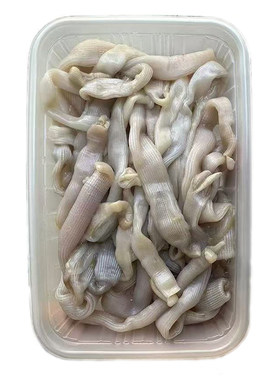 东山岛新鲜活沙虫现杀沙蚕土笋冻