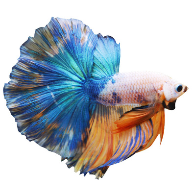 斗鱼泰国活体淡水热带鱼