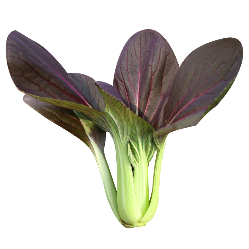 紫油菜种子春夏季耐热蔬菜紫罗兰油菜籽四季阳台鸡毛菜小白菜种籽