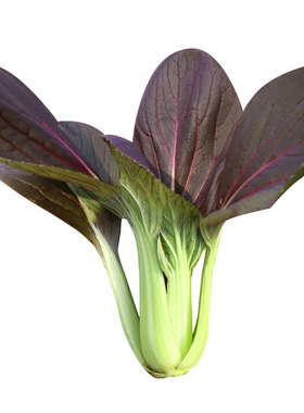 蔬菜紫油大全四季鸡毛菜