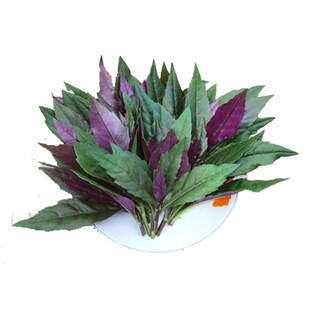 紫背菜秧苗苗子紫背菜秧苗农家紫背天葵苗血皮菜蔬菜苗子观音菜