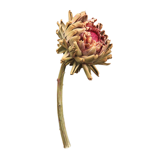 南非进口干花北欧风文艺复古软装摆设ins插花搭配花材装饰帝王花