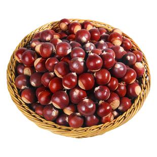 【大果】2025年新鲜福建建瓯锥栗板栗生新鲜毛油栗子高山农家现摘