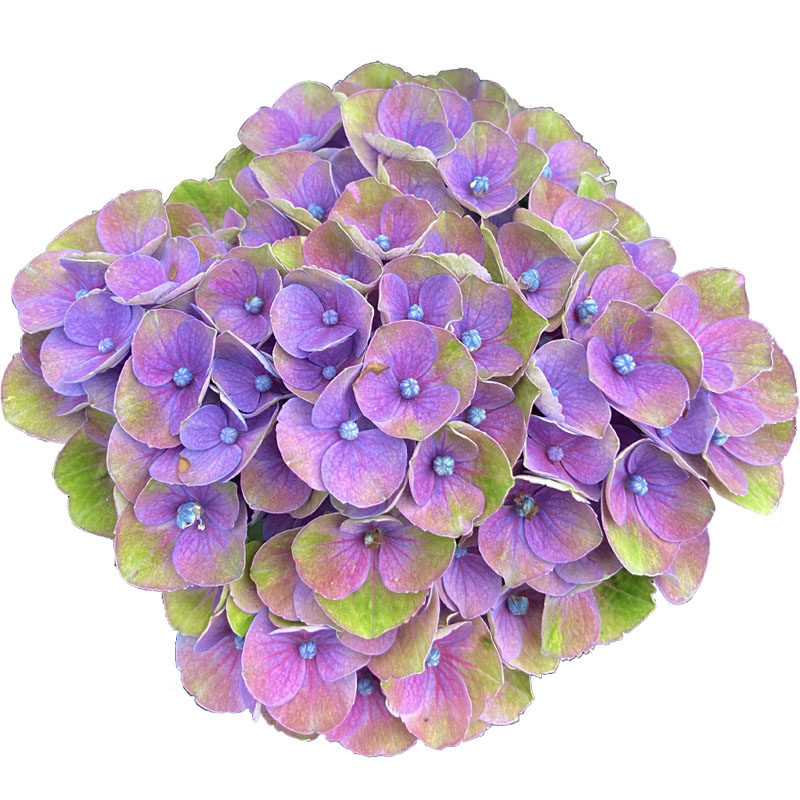 无尽夏绣球庭院耐寒农场植物花卉