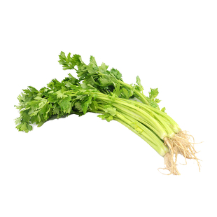 东北野生老水芹种子山野菜黑瞎子山芹种籽种苗盆栽山芹菜籽春季播