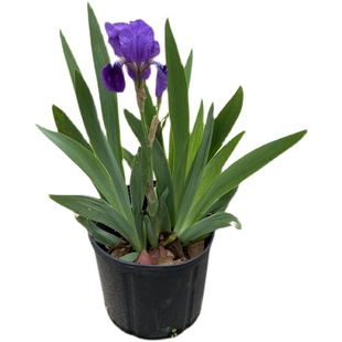 德国鸢尾花苗盆栽春天花室外地栽花卉庭院花园花镜多年生球根植物