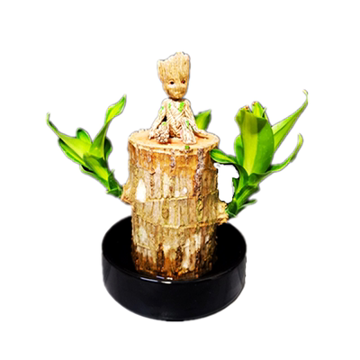 幸运木水养水培植物室内盆栽