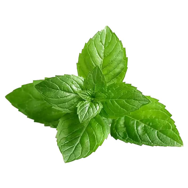 可食用薄荷籽种大叶留兰香种子柠檬猫薄荷四季播种室内外驱蚊植物