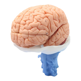 ENOVO医学人体大脑解剖模型脑干脑室间脑小脑模型神经科系统模型 大脑结构海马体海马沟模型医生培训教学教具