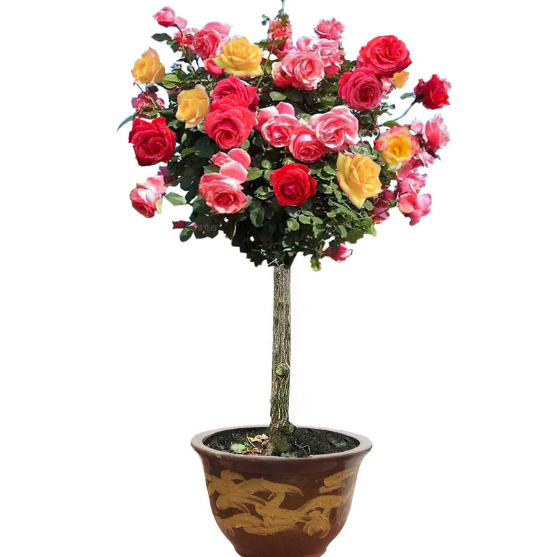 月季花树苗庭院四季盆栽浓香花卉