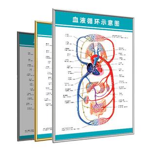 人体解剖彩色挂图骨骼结构图血液循环模型血管分布图医学科普海报