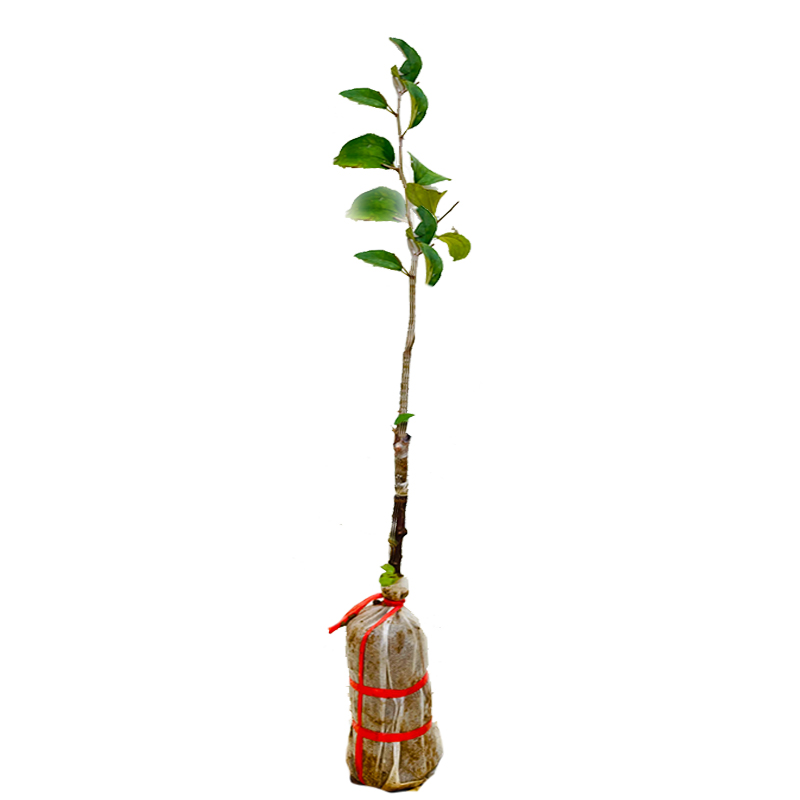 台湾大青枣树苗牛奶枣特大嫁接果树苗南北方种植盆地栽红枣子果苗