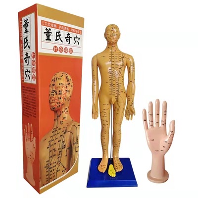 董氏奇穴针灸人体穴位经络模型