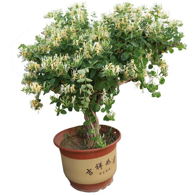京九红无刺金银花树红色京久红