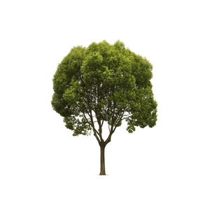 小叶香樟树苗外别墅庭院驱蚊植物四季常青耐寒户外绿化遮荫风景树