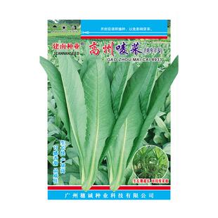 正宗高州甜唛菜种子高产四季苦麦菜甜麦菜种子苦麻菜种籽蔬菜种孑