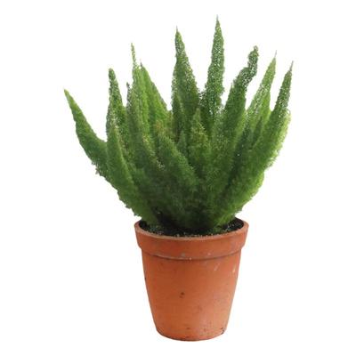 狐尾天门冬常绿观叶植物庭院盆栽