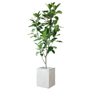 孟加拉高山榕盆栽老桩橡皮树大叶盆景北欧室内客厅绿植大型植物