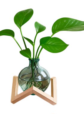 发财树水培植物春雨绿萝
