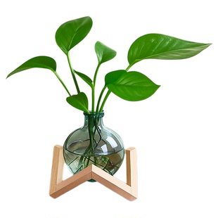 发财树水培植物春雨绿萝客厅好养绿植小盆栽办公室内桌面花卉摆件