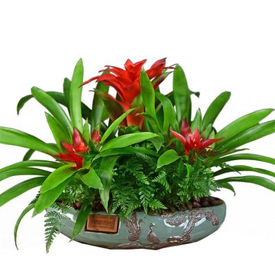 绿植凤梨阳台四季好养易活植物