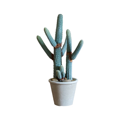 【掬涵】仿真仙人掌系列小众品种